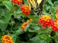 Western Tiger Swallowtail Butterfly