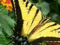 Western-Tiger-Swallo
