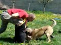 12 MONTH OLD MALINOIS ATTACK - ATAC LA COMANDA FEMELA MALINO 12 MONTH OLD MALINOIS ATTACK - ATAC LA COMANDA FEMELA MALINO