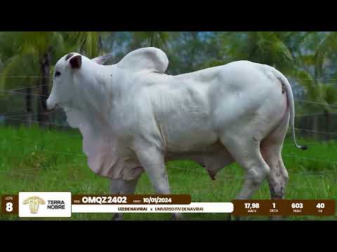 1� De Olho na Fazenda - Terra Nobre