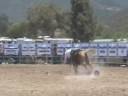 L.A. Rodeo Wrecks