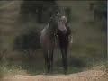 Jardim  dos Cavalos (english)