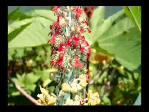 castor beans