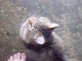 Stray Cat Strut (Video for Little Lilly Girl)