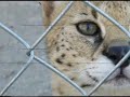 Here is more of our serval, Dagger.  He is great with all of our kids, as you can see. And they all love him vvery much.  You can see that too. LOL