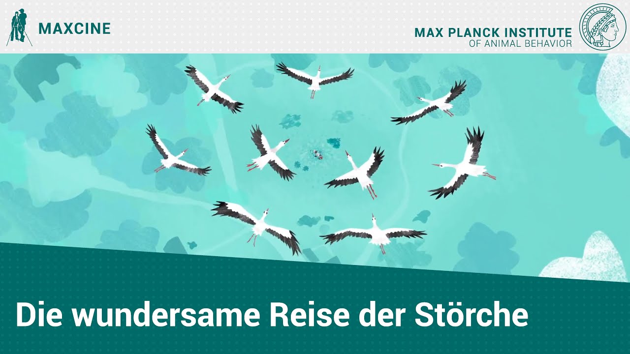 Die wundersame Reise der jungen Störche (DE)