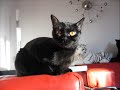 Bombay cat Salem Bombay cat Salem