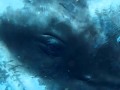 Bryant Austin Sperm Whale.flv