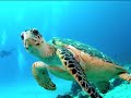 Greenpeace Tribute - Dedicated to the Heroes of Greenpeace
