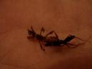 Praying Ghost Mantis Mantid Moulting To 2nd Instar Praying Ghost Mantis Mantid Moulting To 2nd Instar