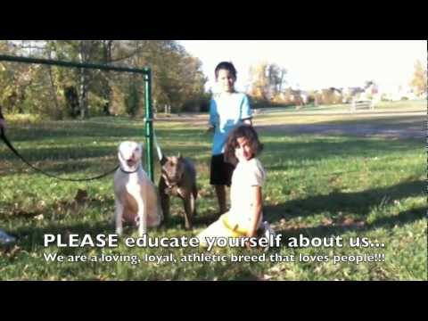 pit bull