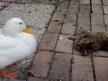 cat vs duck