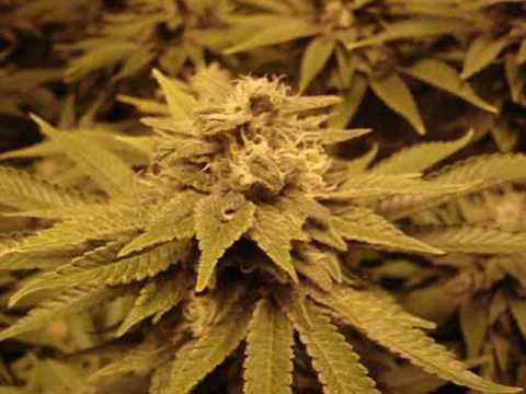 sour desil weed