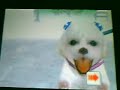 A new Nintendogs Generation A new Nintendogs Generation