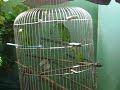 Papegaaien Chavez Parrots