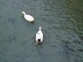 SAKARYA ADAPAZARI