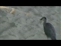 Storks Fishing In Indian Ocean Maldives