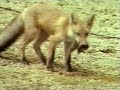 Chatran and the Fox Chatran and the Fox