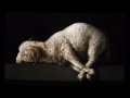 ACNVS † DEI                                [Agnus Dei - Mass - Bach]