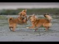 Cha-cha-cha Chihuahua song & lyrics