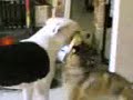 dogue argentin lea et princesse dogue argentin lea et princesse