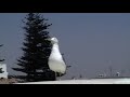 essaouira funny belarej ssang yung comedy