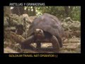 PULLMANTUR Antillas - GOLDIUMCRUCEROS.COM