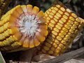 Corn Growers Meeting All Needs