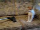 Chico and Sacco barking funny