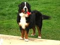 Jolly-Bernese Mountain Dog