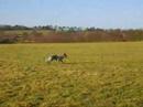 Blue heeler fun