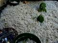 Seedlings in My Mini Aquaponic System