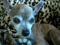wanda-star-the-shy-chihuahua.html