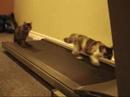 Treadmill Training Cats
