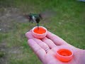 hand feeding hummingbirds