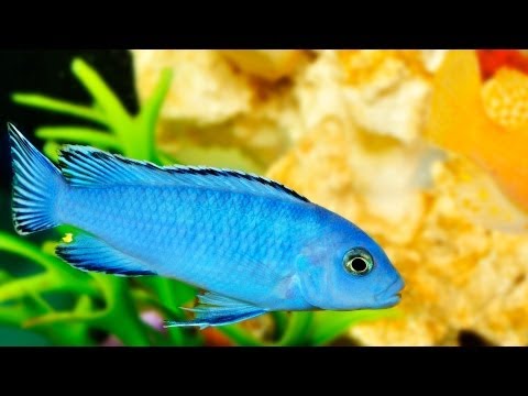 how to treat aquarium fish parasites