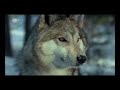 Dokumentation �ber W�lfe vom ZDF Teil 2