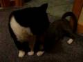 videos de 2 (2).avi