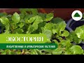 Экостория Лекарственные и ароматические растения
