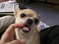 Chihuahua 2yrs & 3mnths - チワワ　2歳4ヶ月 - vol. 01