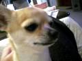 videos de Chihuahua 2yrs & 3mnths - チワワ　2歳4ヶ月 - vol. 01
