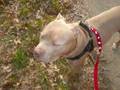 pitbulls: its never too late