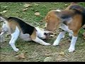 Beagles and  Pomeranian