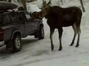 Feb 09 2008 - VID00004