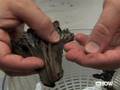 How to Clean Mushrooms