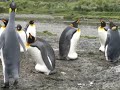 gentoo,penguins,wind