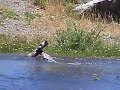 Pato Cortacorrientes Merganetta armata Torrent duck