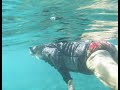 Snorkeling With Turtles and Fish at Kahaluu Snorkeling With Turtles and Fish at Kahaluu