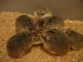 This bunch of fatties Robo crazy for bird seeds.... They will never have enough of seeds....
