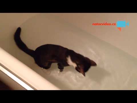 ....kočky že nesnáší vodu ?? :-)